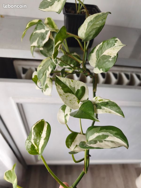 Plante pothos n'joy epipremnum (image 3)