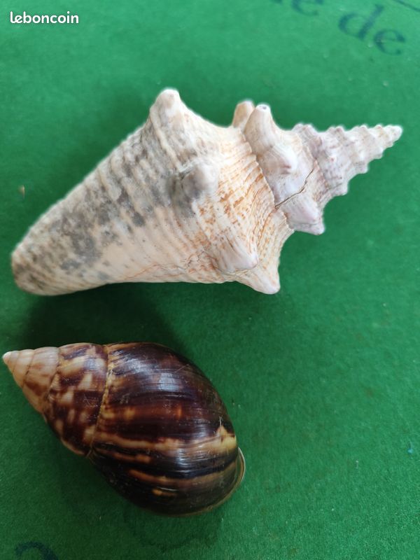 Coquillages (image 3)