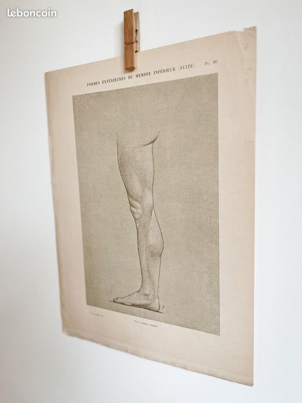 Formes extérieures Jambe #4 - Gravure ancienne originale d'anatomie - Dr.Richer (1890) - PL 86 (image 6)