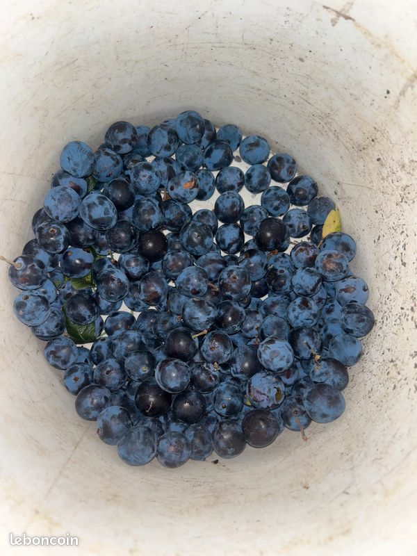 Pêche blanche et prune (image 2)