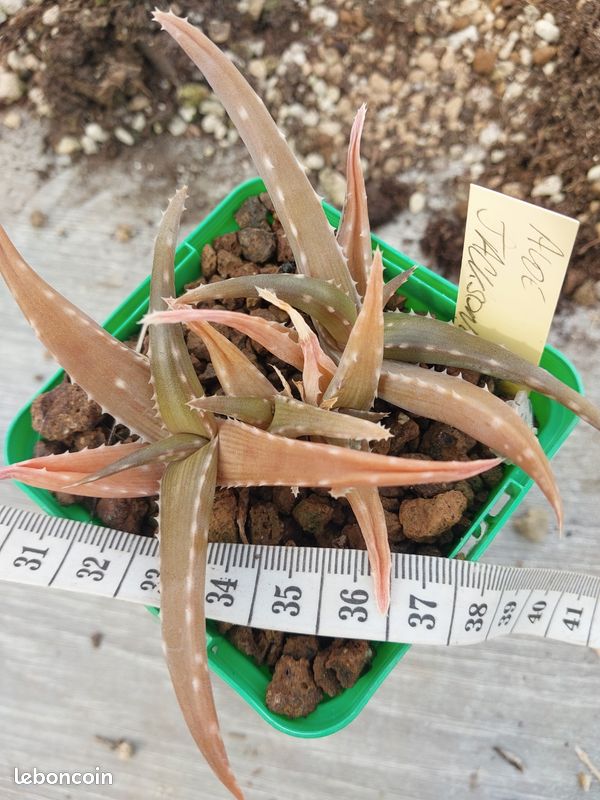 Aloe jacksonii - Jardin & Plantes