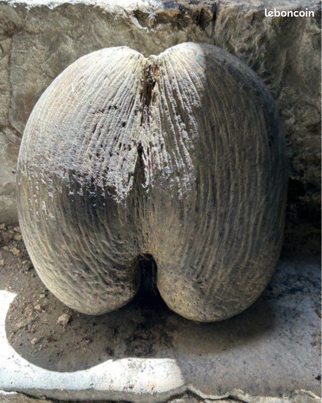 Coco fesse (image 2)