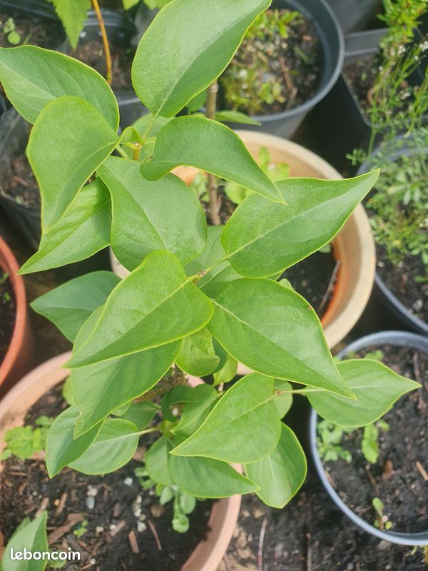 Lilas violet (image 2)
