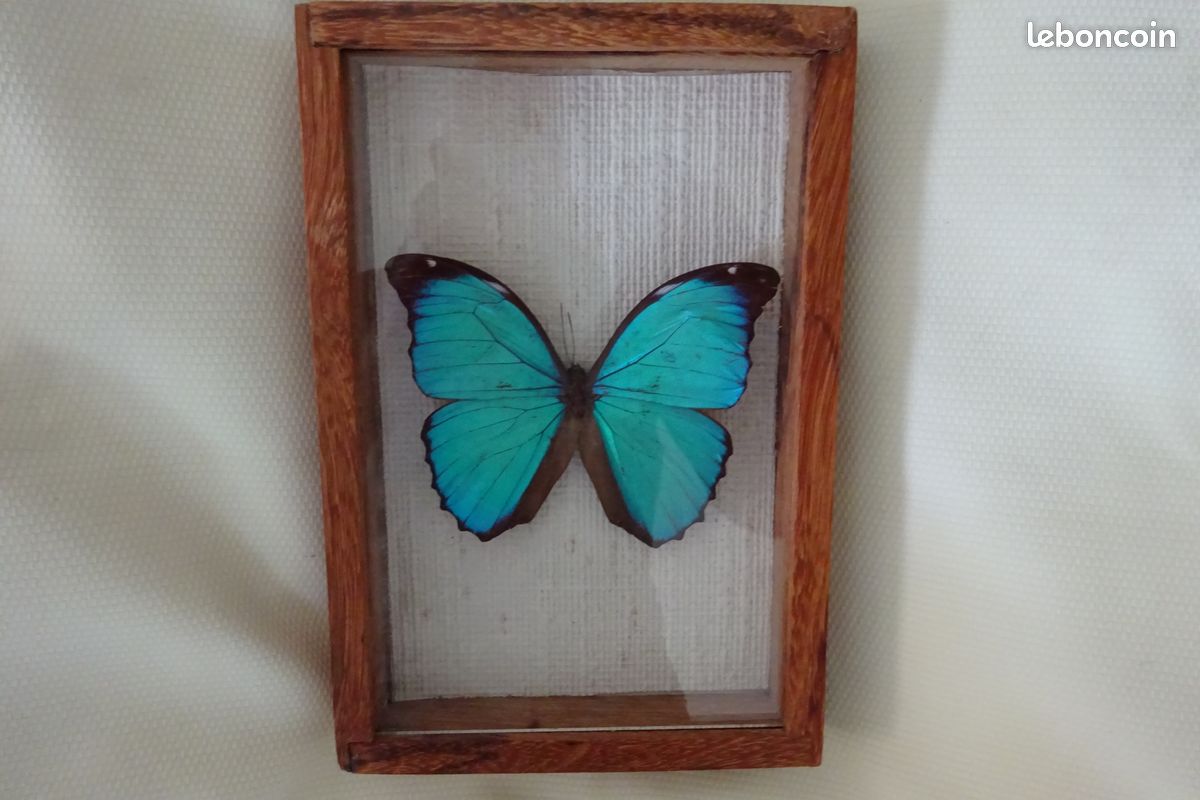 Papillon morpho menelaus cadre bois (image 1)