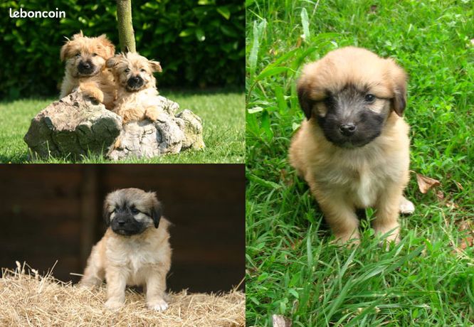 Animaux Chiot Chaton Herault Leboncoin