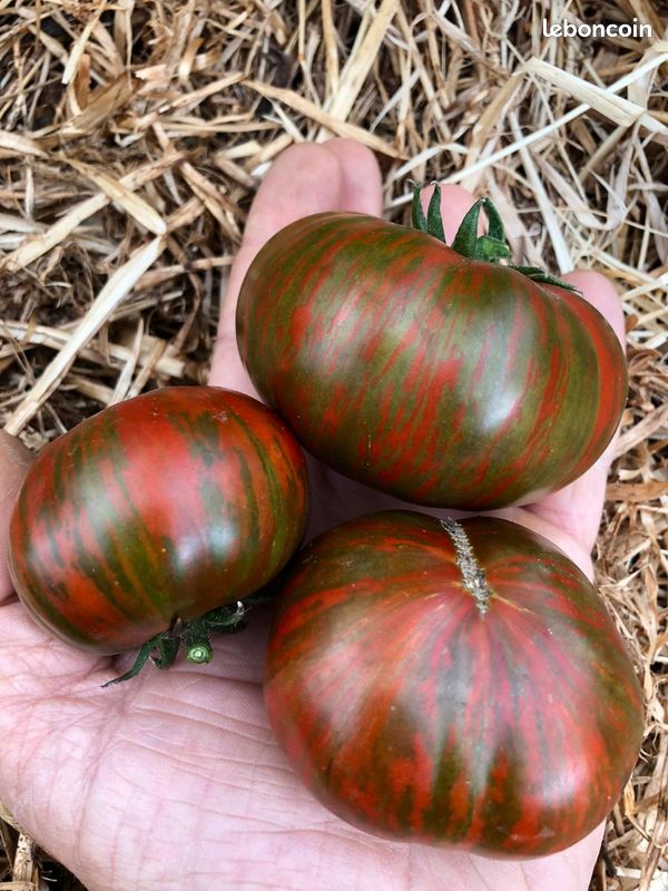 Graines de Tomates - reproductibles - Vert sera le Monde (image 4)