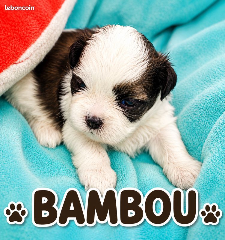 Superbes chiots shih tzu (image 1)