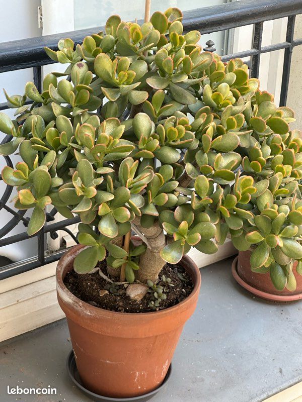 Arbre de Jade Crassula Très jolie succulente 50 cm de haut (image 3)