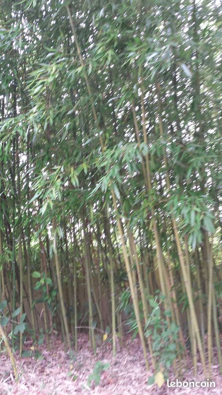 Tiges de bambou (tuteurs jardinage ou bricolage) (image 1)