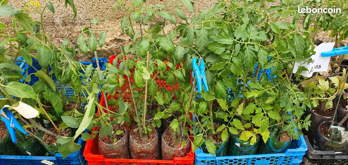 Plants de tomates (image 2)