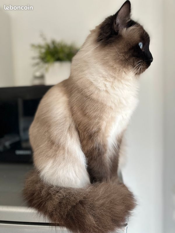 Saillie chat siamois et Birmanie (image 2)