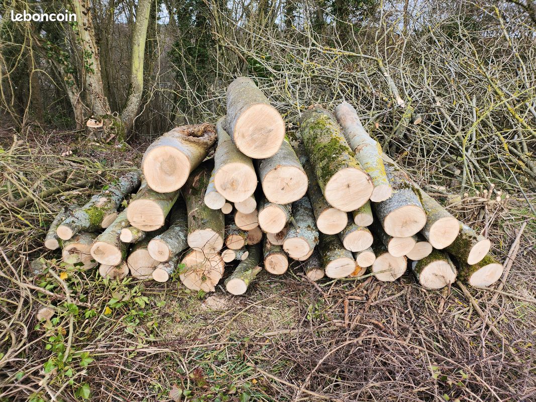 Bois (image 3)