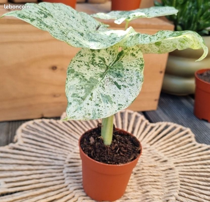 Exemplaire : Vanilla Planifolia