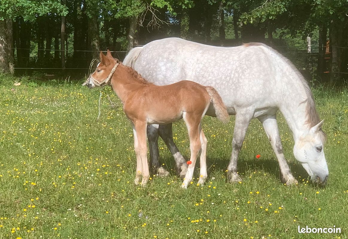 Pouliche COPB (image 2)