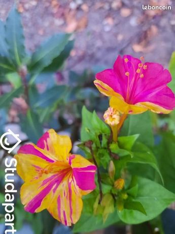 Maison a louer ris-orangis - 2 pièce(s) - 40 m2 - Surfyn