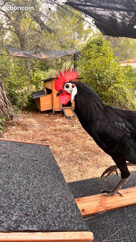 Coq (image 2)