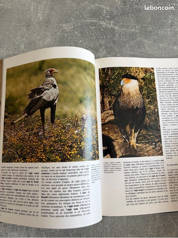 Livre le oiseaux de proie (image 3)