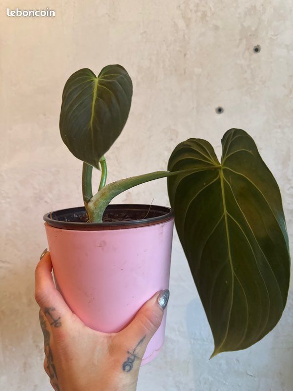 Philodendron melanochrysum (image 2)