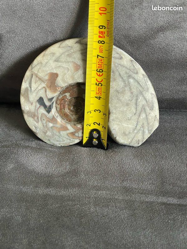 Fossiles ammonite polie.marbre (image 5)