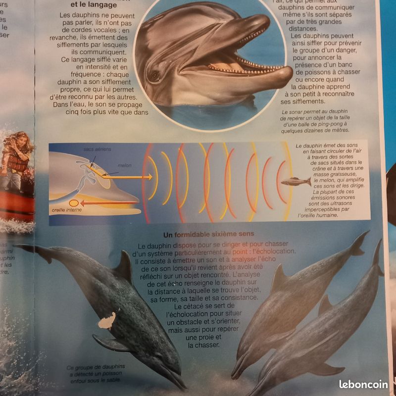 L'imagerie animale Les dauphins (image 4)