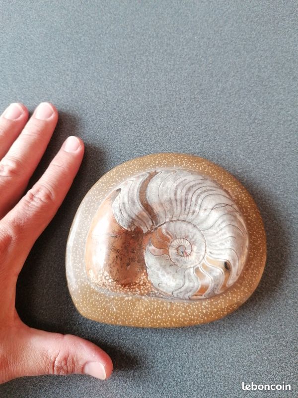 Ammonite (image 3)