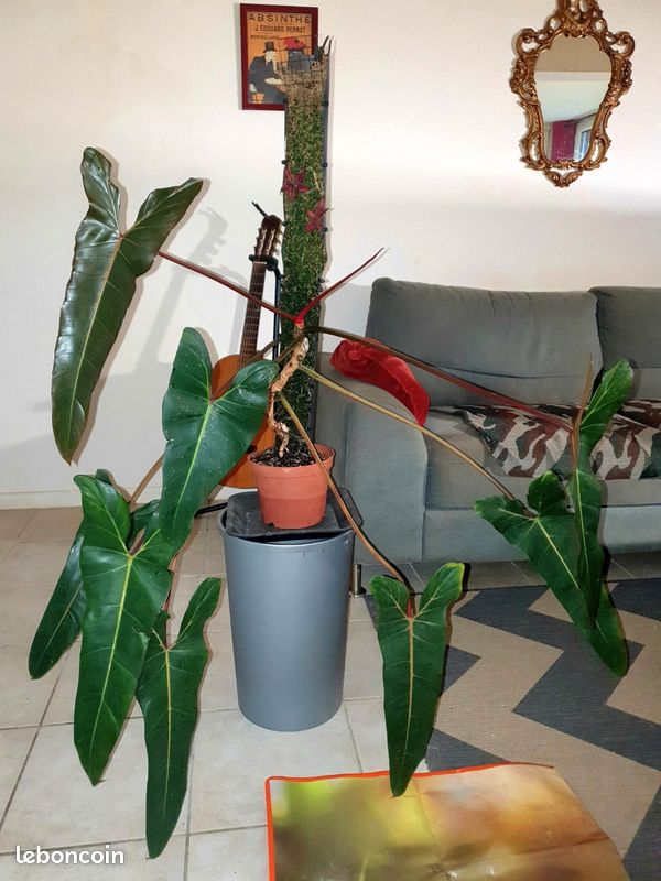 Rare]Philodendron pangui sunset Ecuagenera[bouture] - Jardin & Plantes