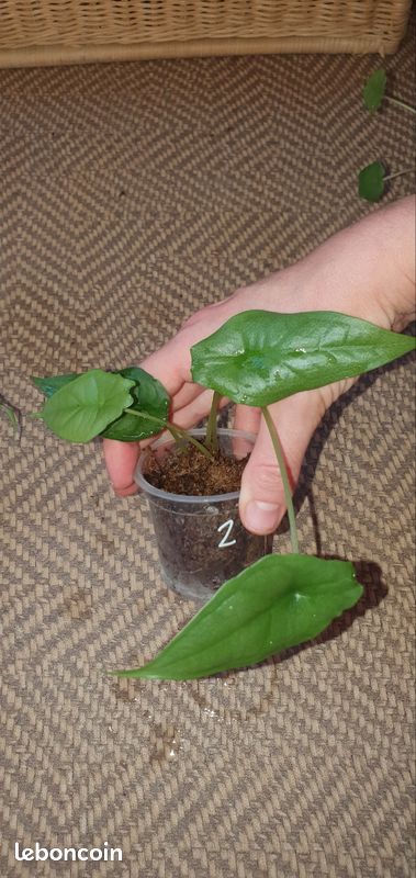 Bébé Alocasia Heterophylla n2 (image 1)