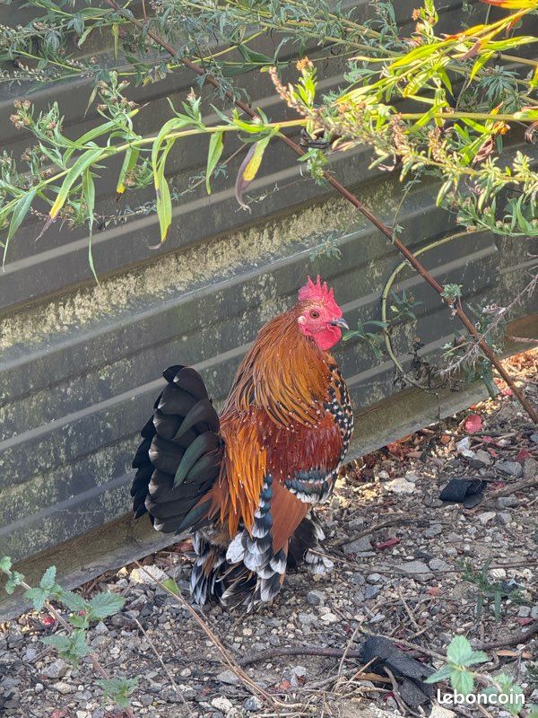 Coq sabelpoot (image 3)