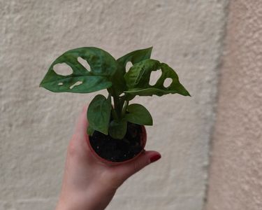 variegata bedeutung Monstera Deliciosa Variegata – Foliage Dreams main image 0