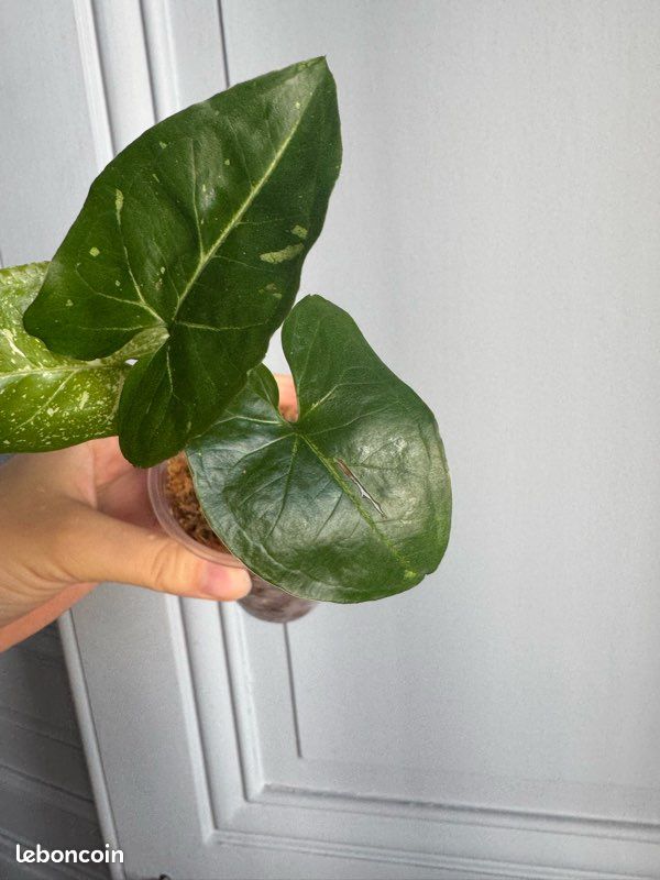 Syngonium panda - plante rare (image 5)