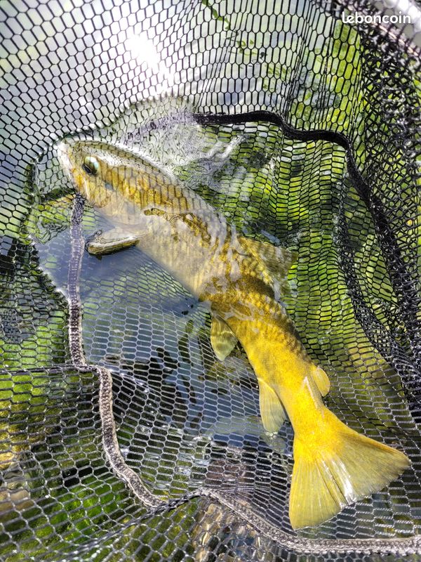 Stage de pêche à la mouche (image 5)