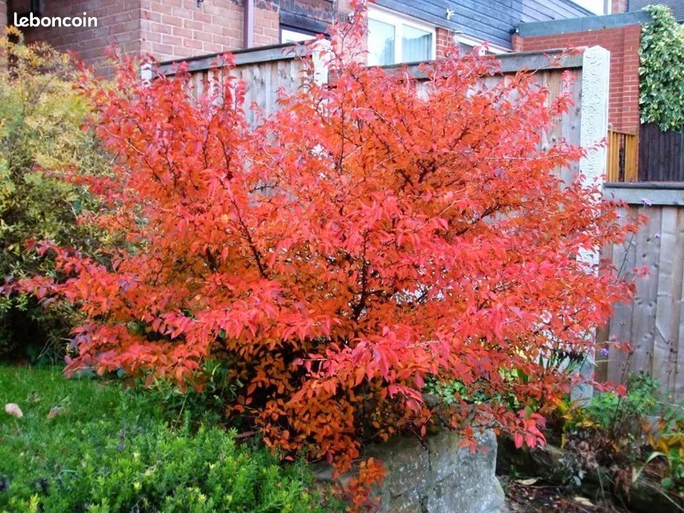 Cerisier à fleurs nain du Japon (image 1)