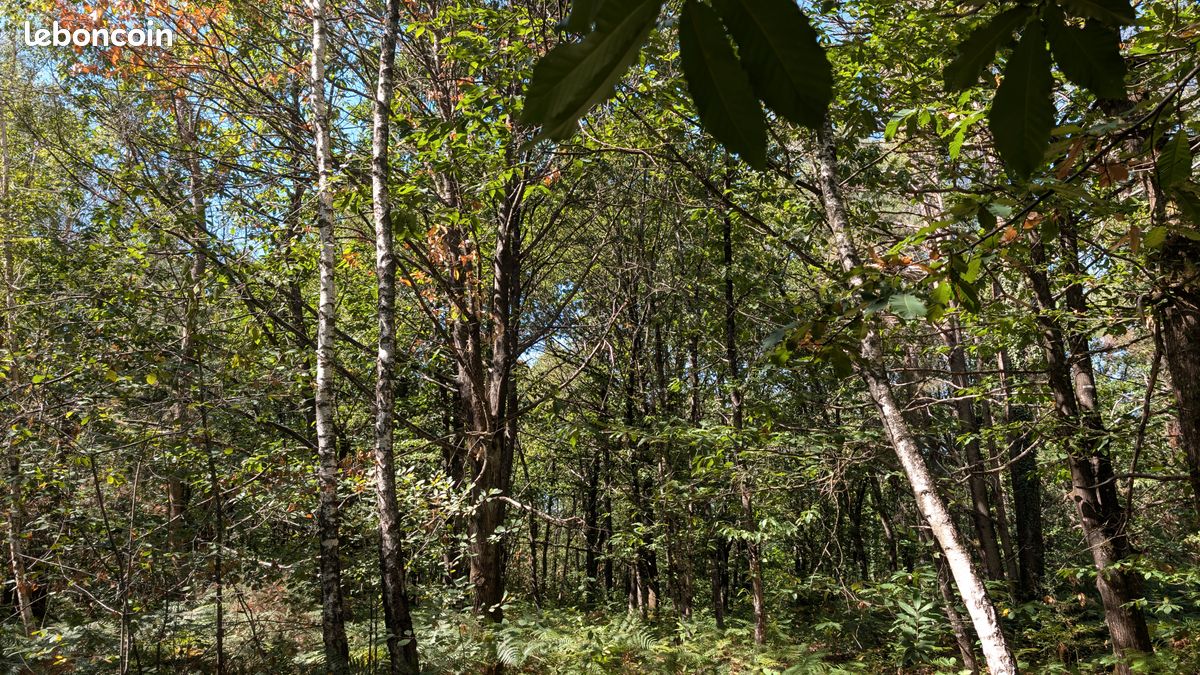 Parcelles boisées 24 405 m² sur la commune de Cournon pour bois de chauffage et bois d'oeuvre · à La Gacilly · 16 000 €