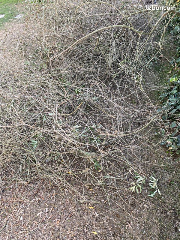 Brindilles allume feu bois mort (image 2)