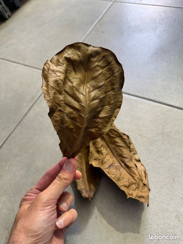 Feuille de catapa pour aquarium (image 2)