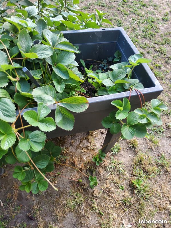 Plants de fraises (image 2)