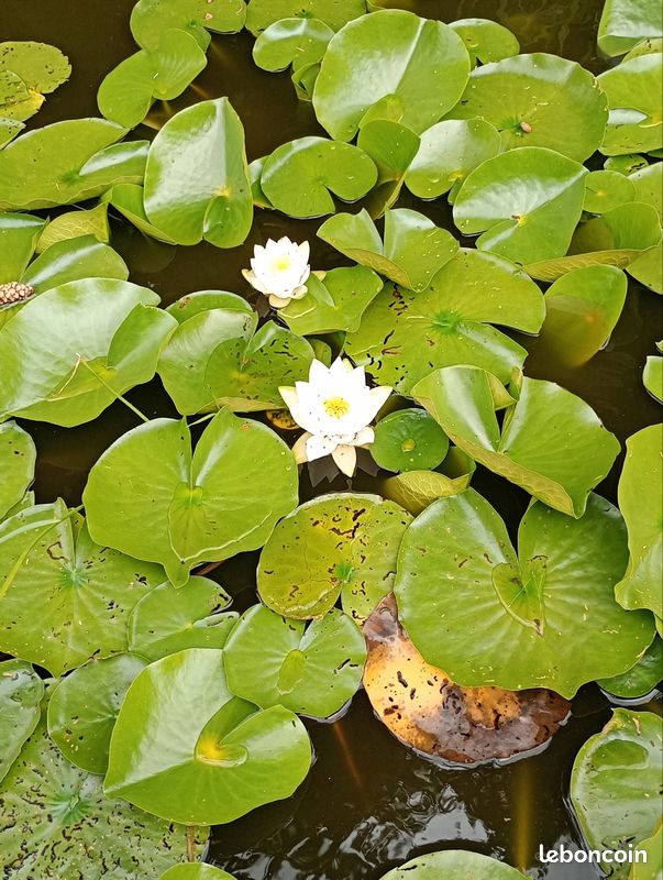 Nénuphar (image 5)