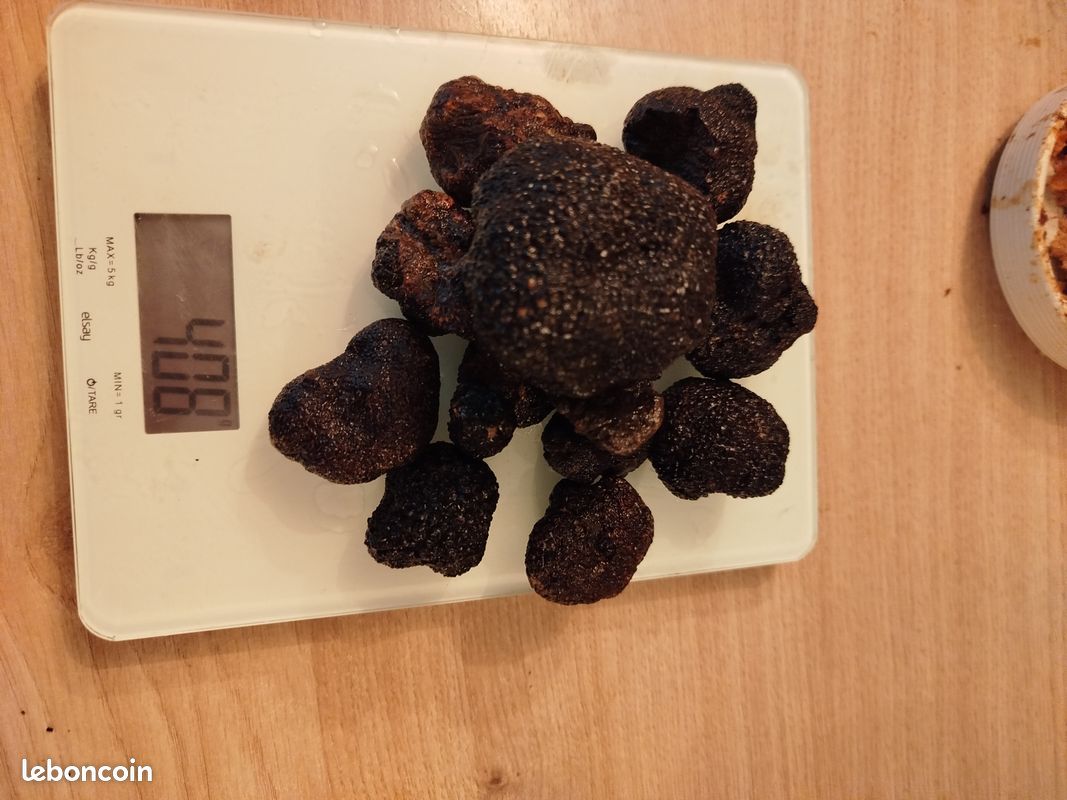 Truffe (image 1)