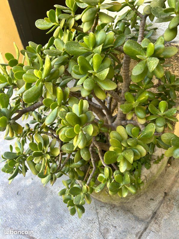 Plante arbre de jade 20 ans d’âge (image 3)