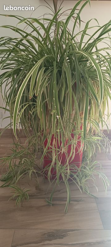 Bouture plante araignée (image 1)
