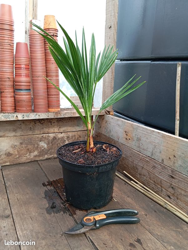 Chamaerops humilis (image 3)