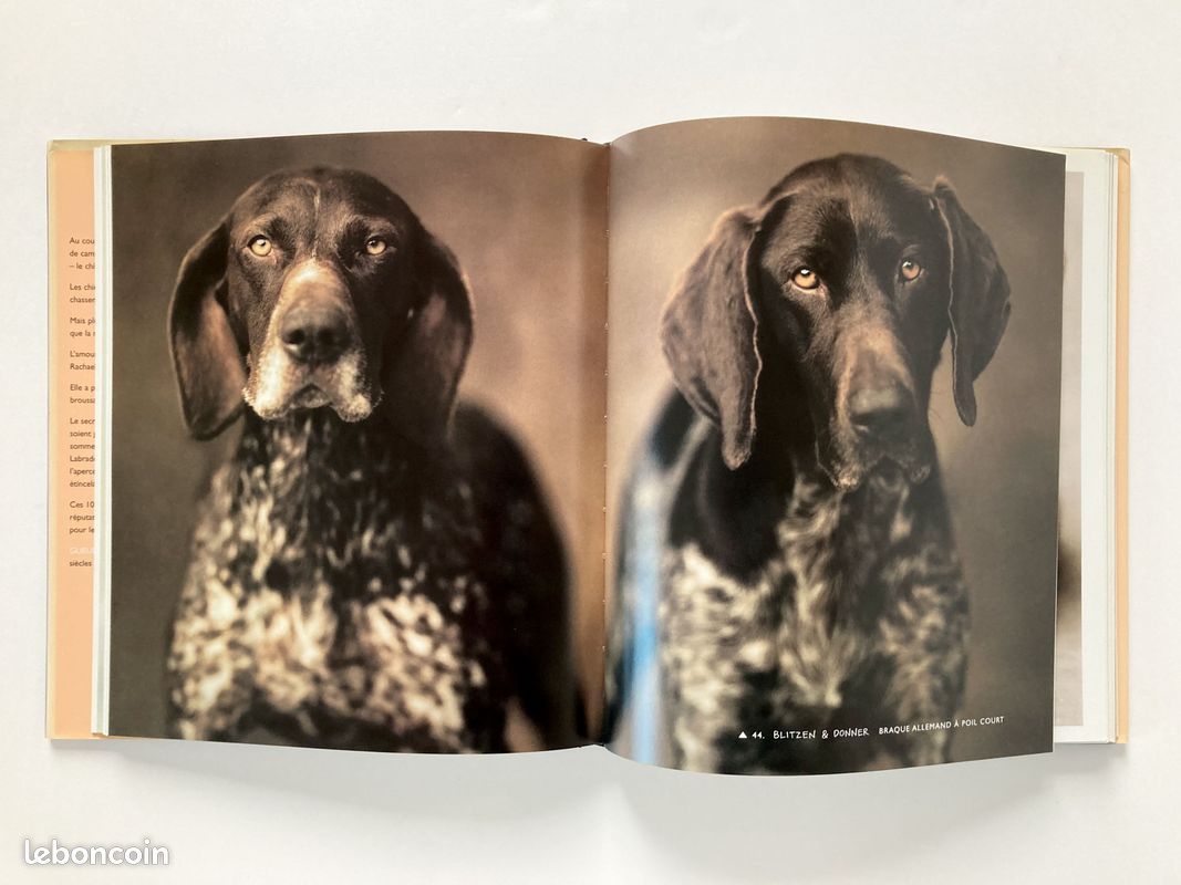Gueules de chiens (image 5)