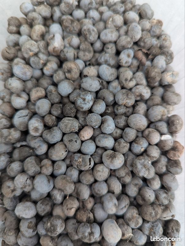Lot de 10 graines de palmier trachycarpus fortunei (image 3)