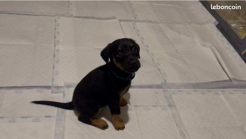Chiot (image 2)