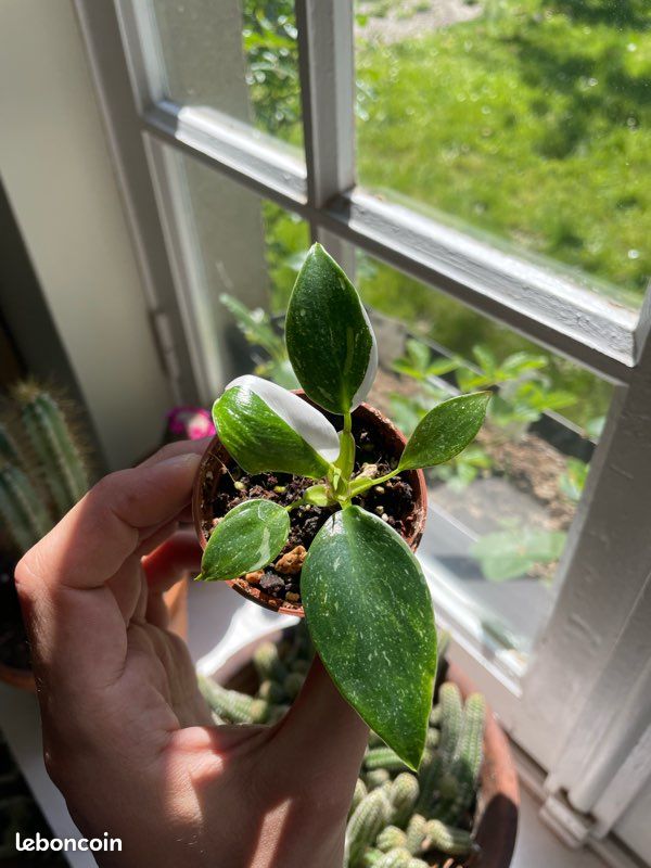 philodendron golden dragon variegata Philodendron Golden Dragon