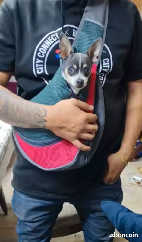 Sac à dos Electrolux pour animaux de compagnie, fourre-tout de voyage, sacs initiés, écharpe en maille, fournitures de transport pour animaux de compagnie, sac
à bandoulière initié (image 3)