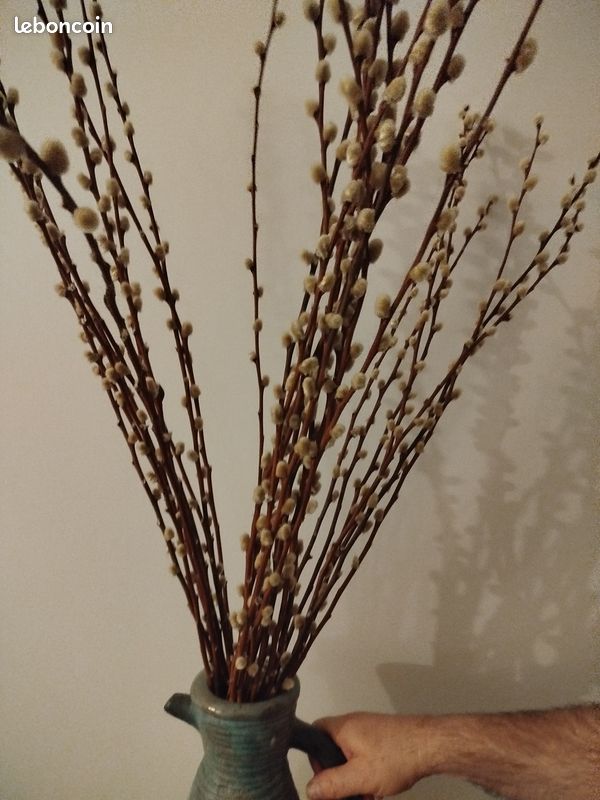 Chatons plante - Jardin & Plantes