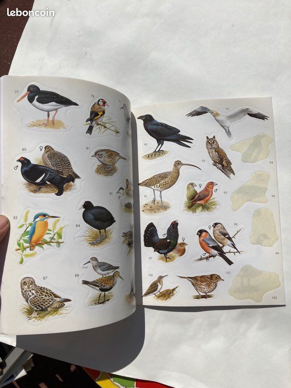 Livre « Autocollants Nature » - Oiseaux (image 7)