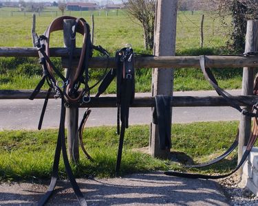 Ancienne Sellette D'attelage De Cheval – Couronnes De Comte, Cuir Et Métal, Vintage