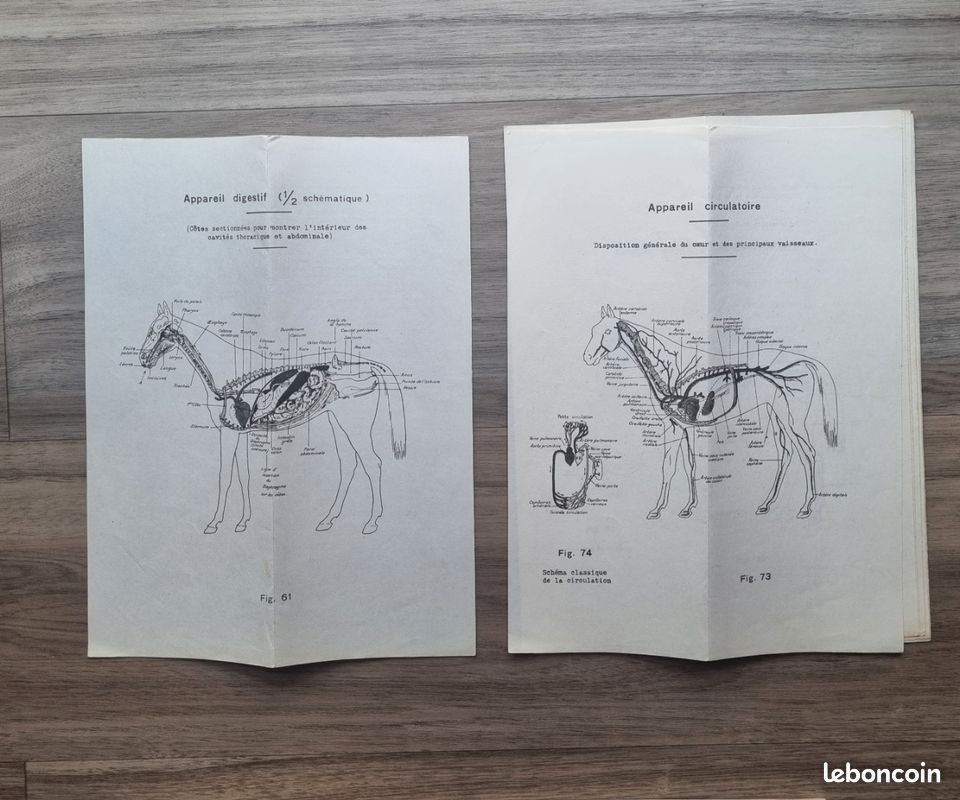 Cours d'hippologie école de Saumur (image 6)